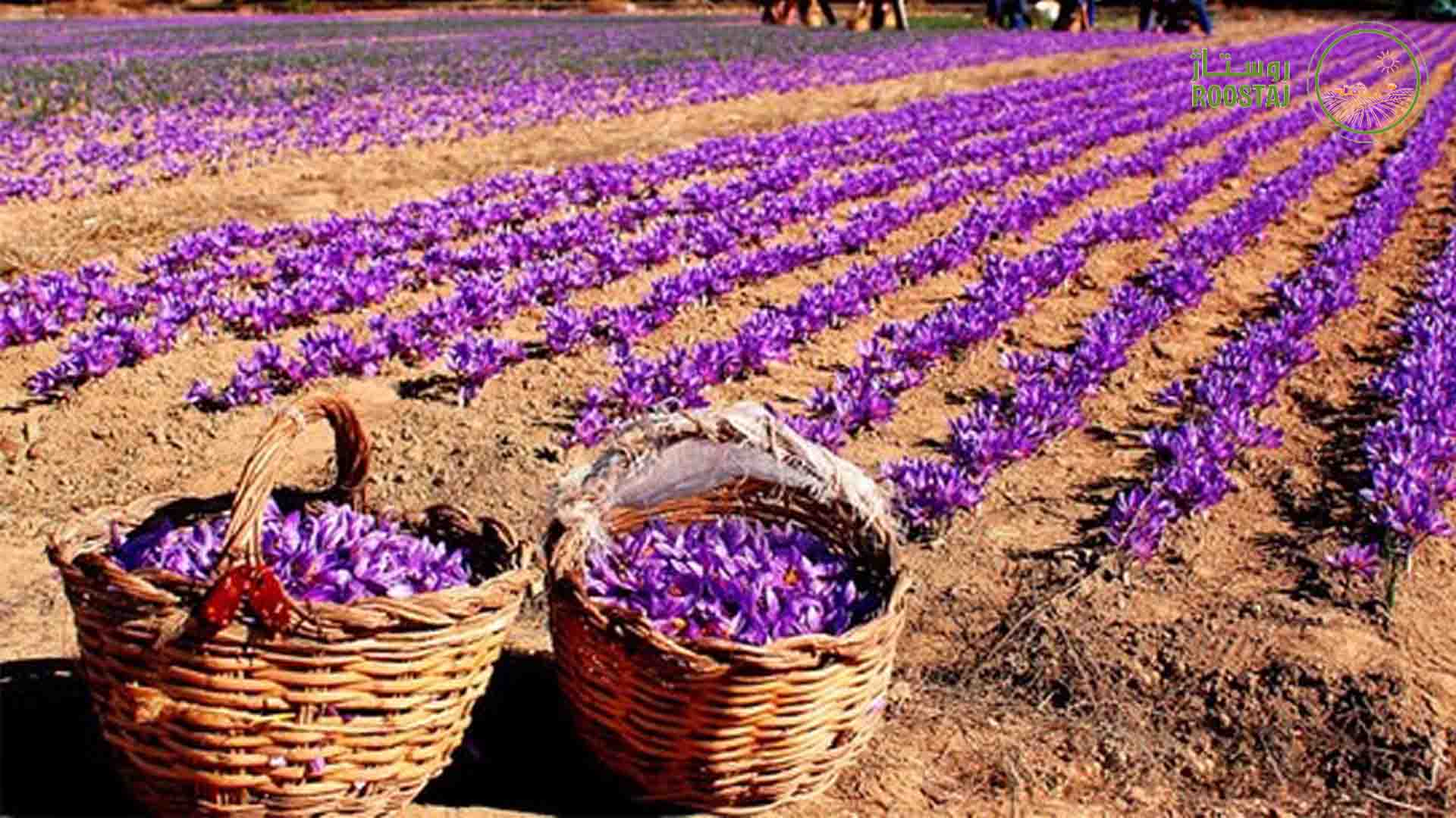 زعفران با کیفیت ایرانی